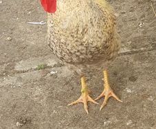 Pure bred Cream Legbar Rooster