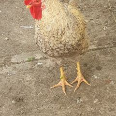 Pure bred Cream Legbar Rooster