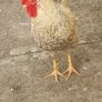 Cream Legbar Roo Image 5