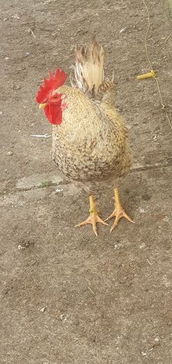 Cream Legbar Roo