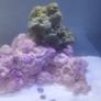 Marine Tank Live Rock (saltwater) Image 2