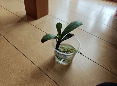 Clivia plants