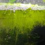 Aquatic plant/water lettuce Image 3