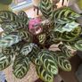 Peacock House Plant Image 3