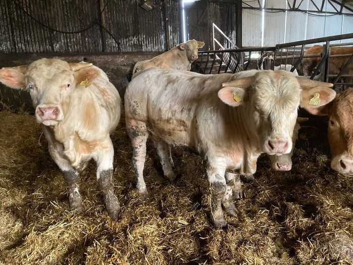 P b. Bulls