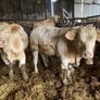 P b. Bulls Image 8