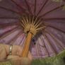 vintage Japanese style mini parasol Image 6