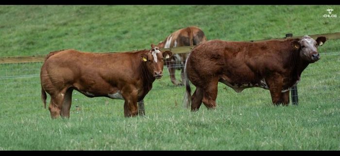 Show cattle - In Calf and Maiden Heifer sale