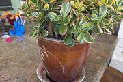 jade plant