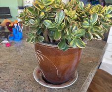 jade plant