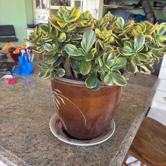 jade plant
