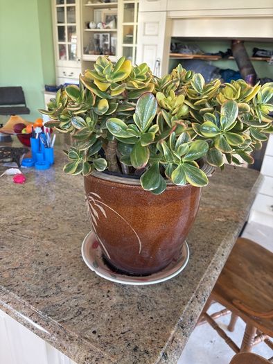 jade plant