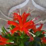 Aeschinantus. '' Lipstick plant''  ''Golden Fish'' house plant. Image 10
