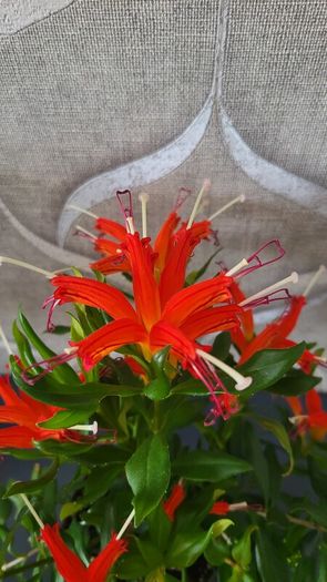 Aeschinantus. '' Lipstick plant''  ''Golden Fish'' house plant.