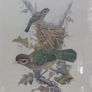 Antique lithograph prints hand painted by John Gould beautifully framed Image 3