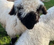 Valais black nose