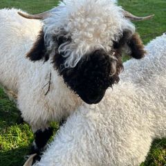 Valais black nose