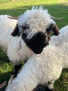 Valais black nose