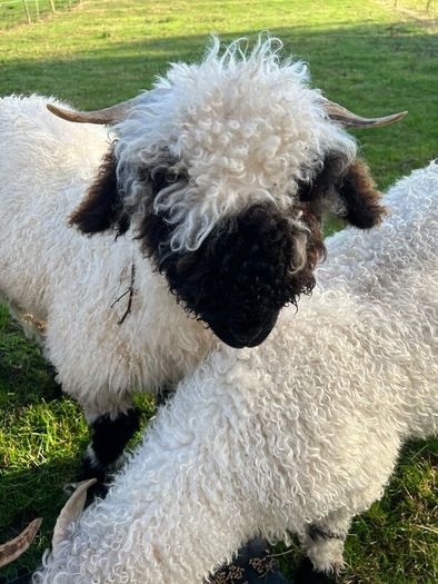 Valais black nose