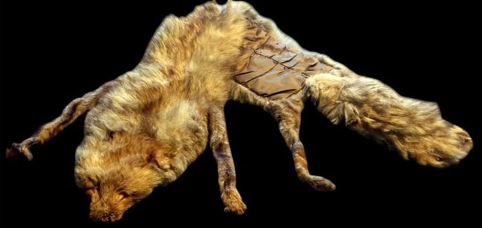 Vintage Taxidermy Stole  A. Rohu & Son Dublin