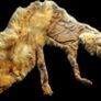 Vintage Taxidermy Stole  A. Rohu & Son Dublin Image 6