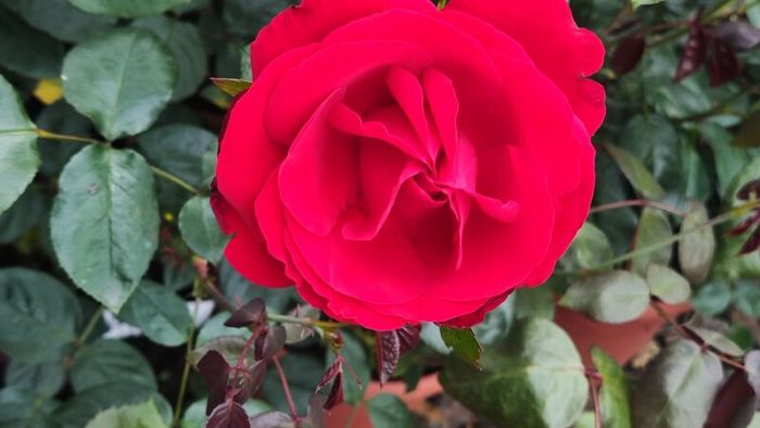 Quality Roses just 15 euro