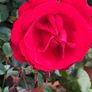 Quality Roses just 15 euro Image 3