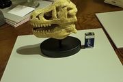Dinosaur skull model