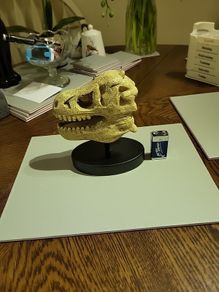 Dinosaur skull model