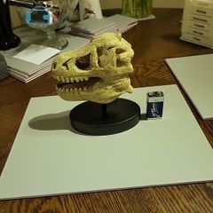 Dinosaur skull model