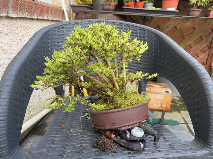 bonsai