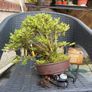 bonsai Image 2