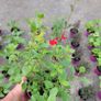 clearence of 50 flowering shrubs/plants. Image 4