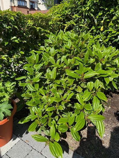 plant