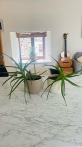 House Plants For Sale