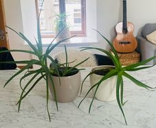 House Plants For Sale