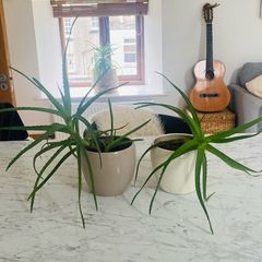 House Plants For Sale