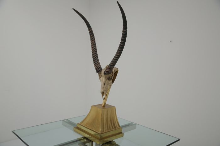 Taxidermy Study of Gazelle With Antlers by Anthony Redmile, London, 1970s.