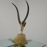 Taxidermy Study of Gazelle With Antlers by Anthony Redmile, London, 1970s. Image 3