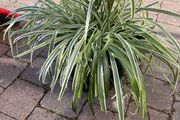 Big spider plant