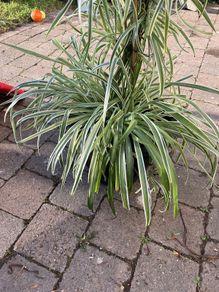 Big spider plant