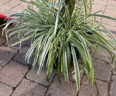Big spider plant