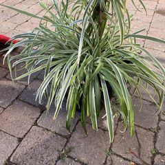 Big spider plant