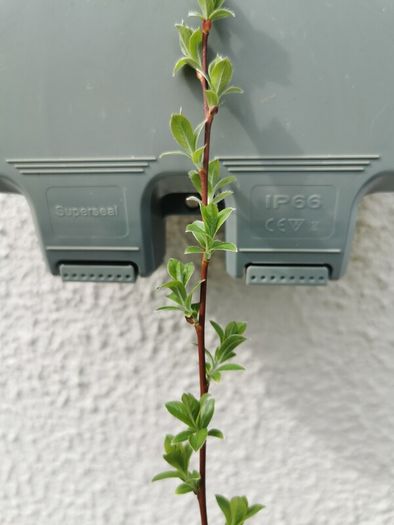 Salix grey willow plants