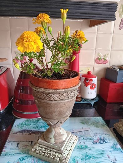 Two urn pots