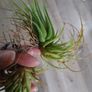 Tillandsia Air Plants Image 3