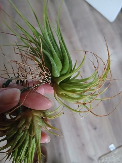 Tillandsia Air Plants