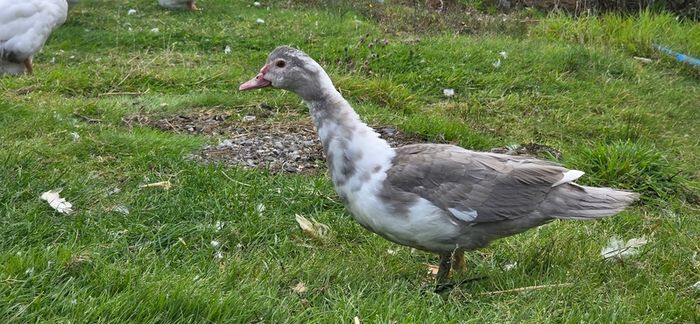 Muscovy ducks 3 months old