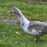 Muscovy ducks 3 months old Image 7