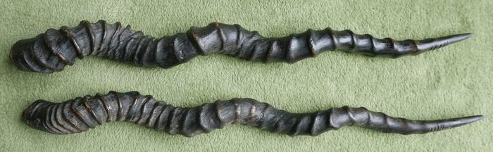 Antique Black Buck Horns 1800's Rare Horns Length 22"